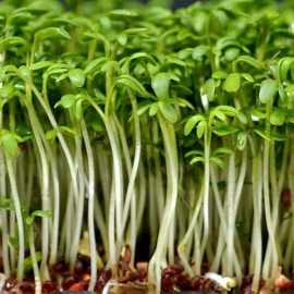 Кресс-салат семена для выращивания микрозелени