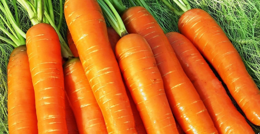 Технология возделывания моркови