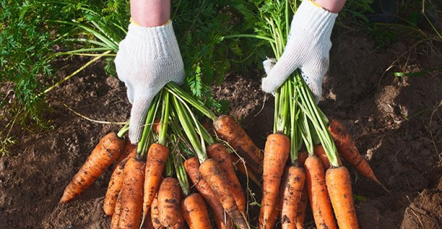 Удобрения для моркови и контроль